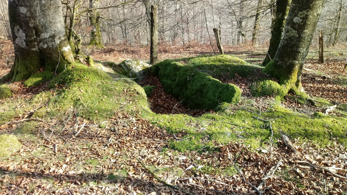 Alkardur (Otzola) trikuharria