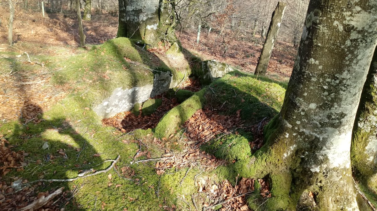 Alkardur (Otzola) trikuharria