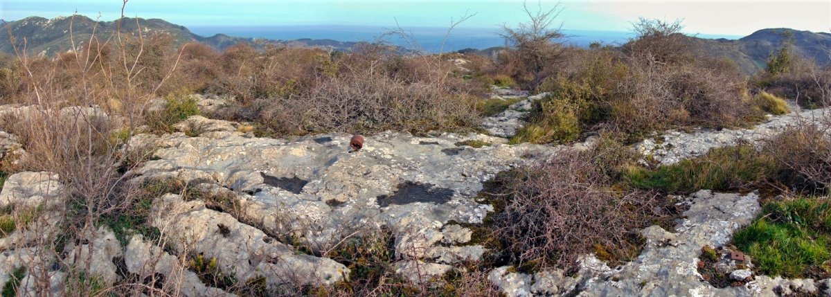 Tontorra