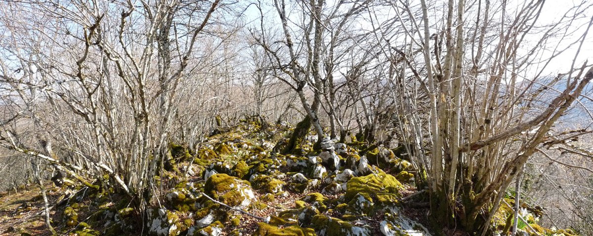 Arrizuriko gailurra