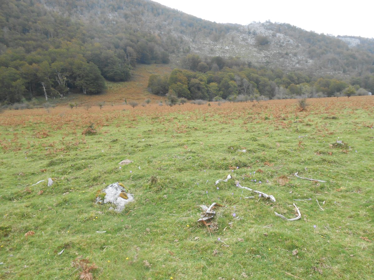 elsarreko ordokia 3