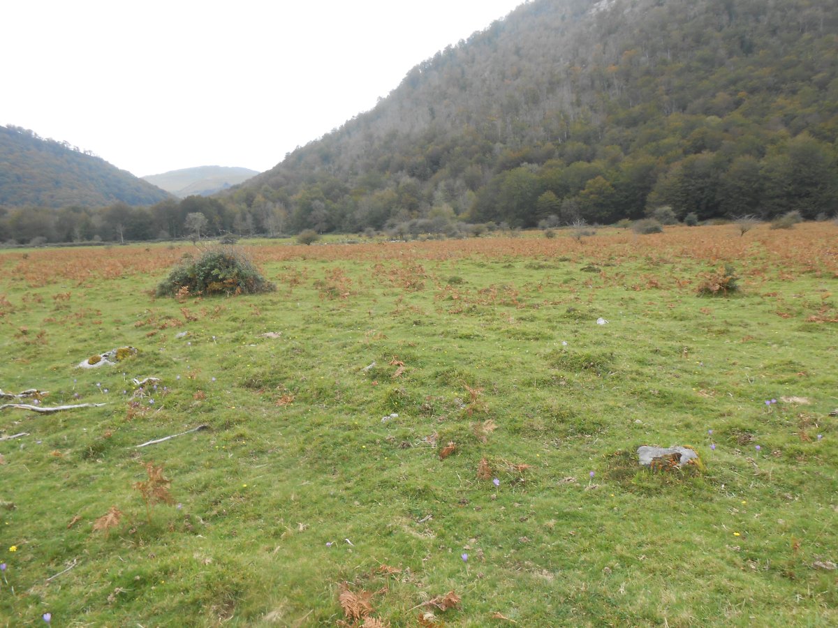 elsarreko ordokia 3