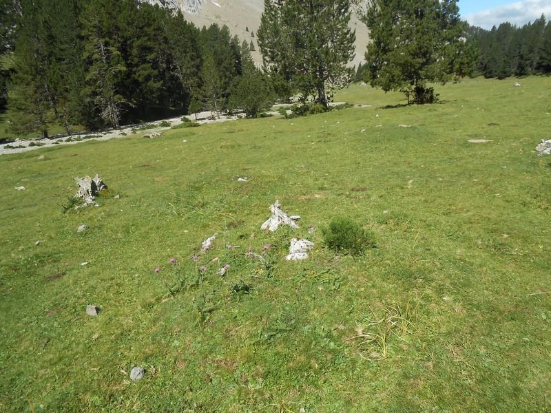 balsa de la mora