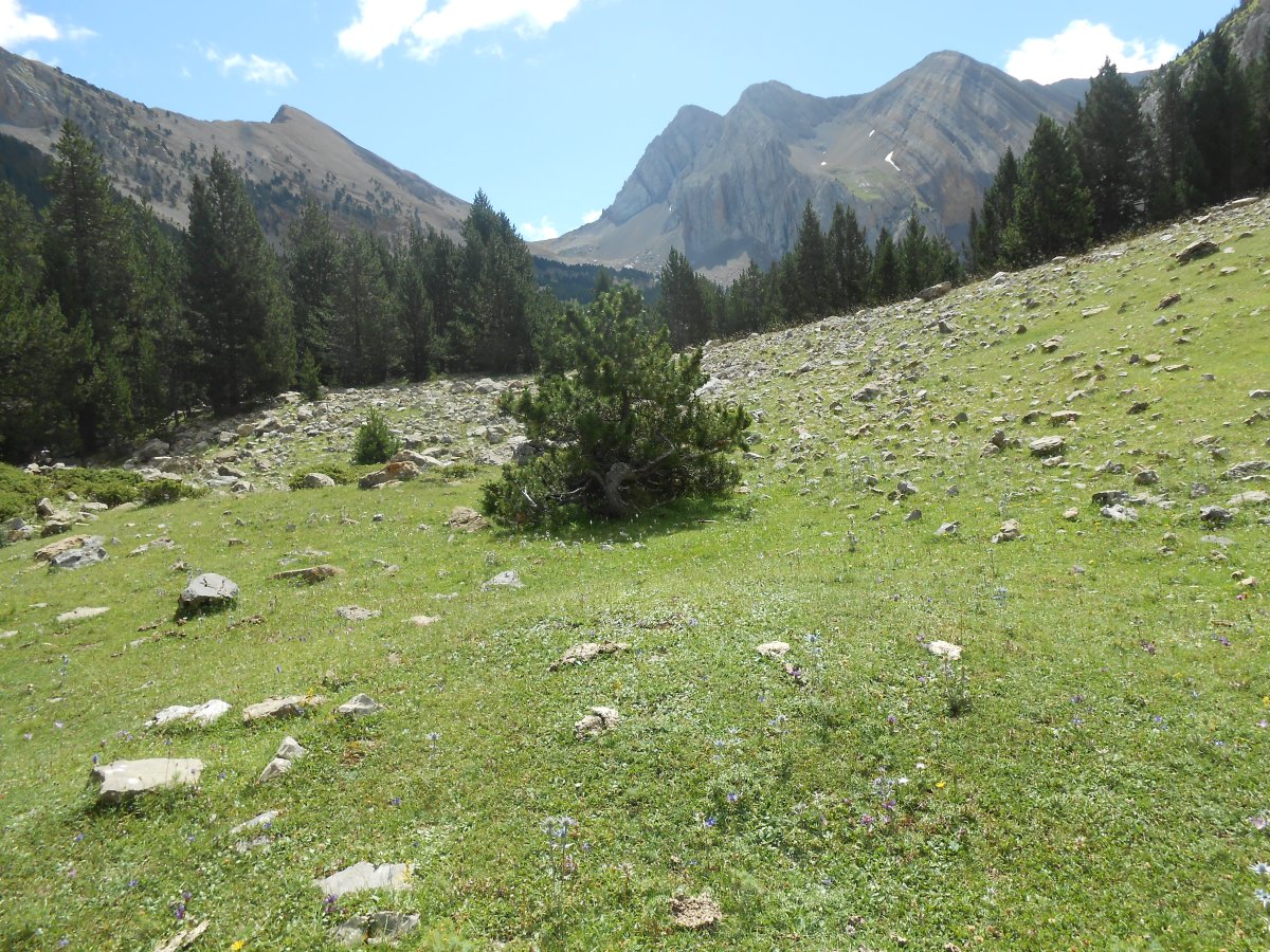 collata labasar sur