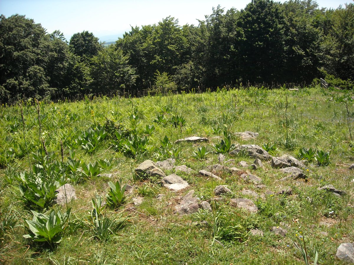 salsangua