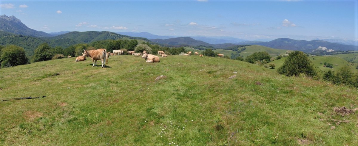 Tontorra