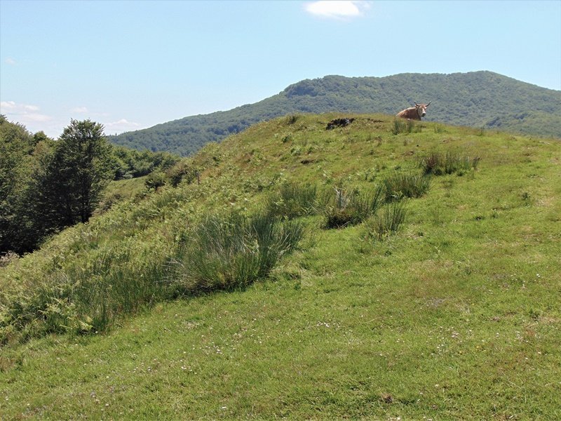 Tontorra