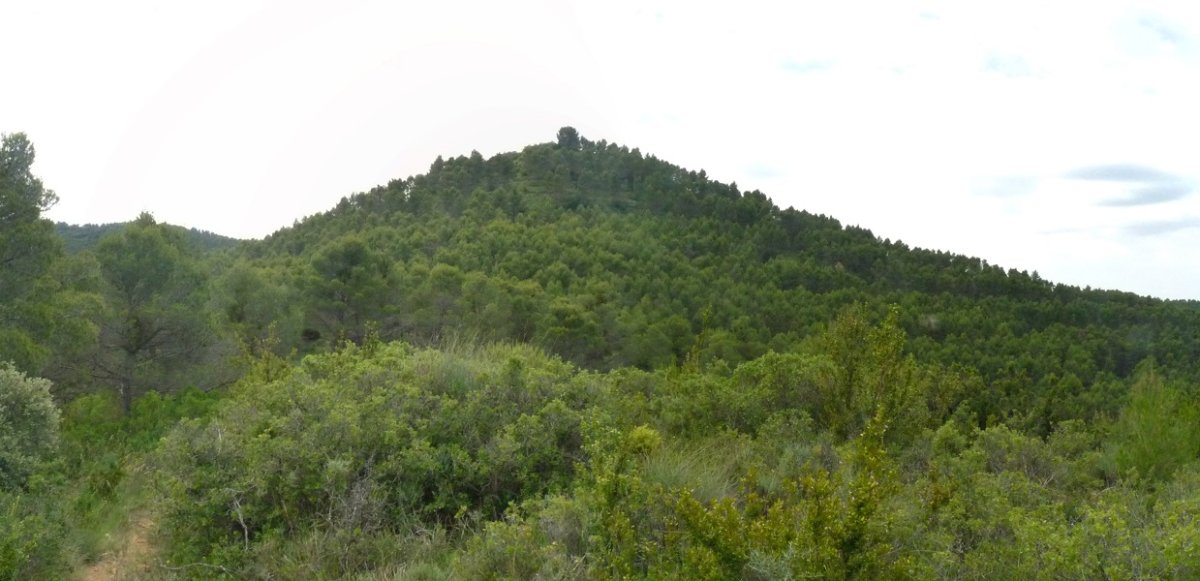 Tortorofuso