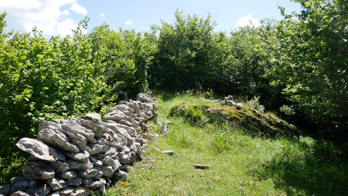 Tontorra