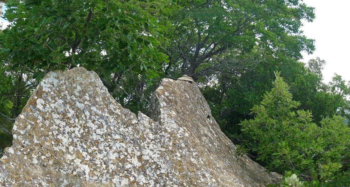 Gailurra