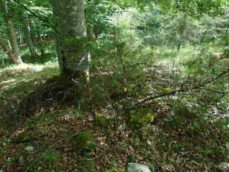 usanola 1
