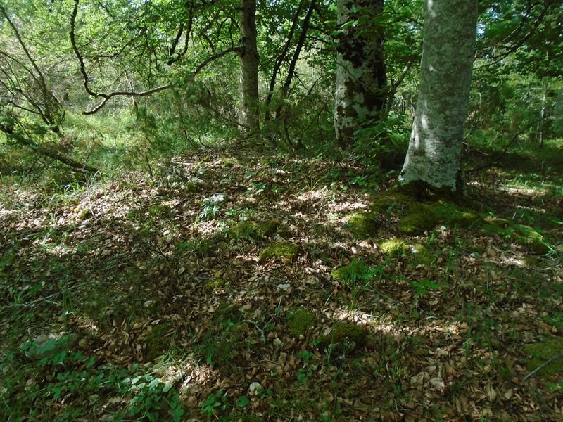 usanola 1