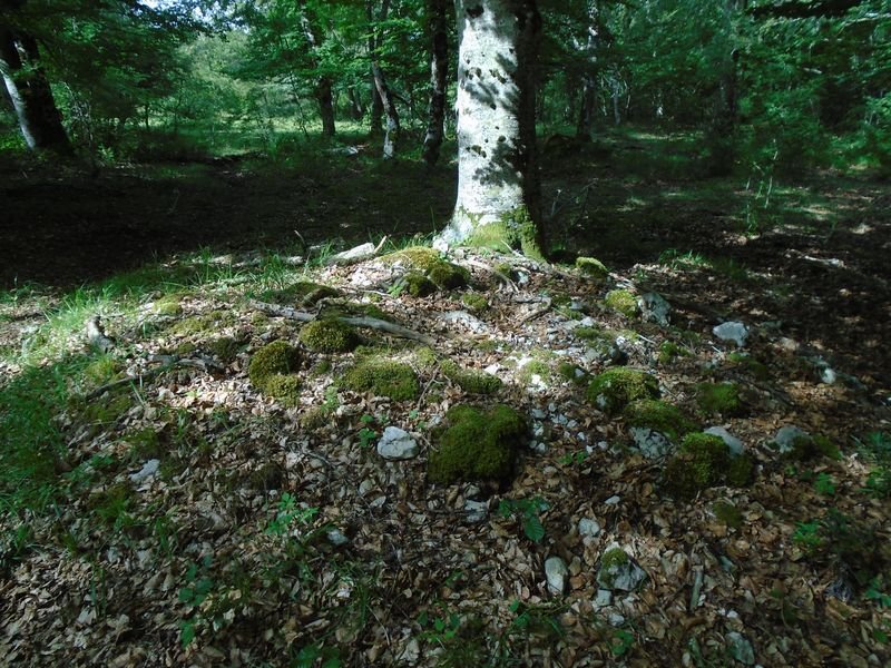 usanola 2