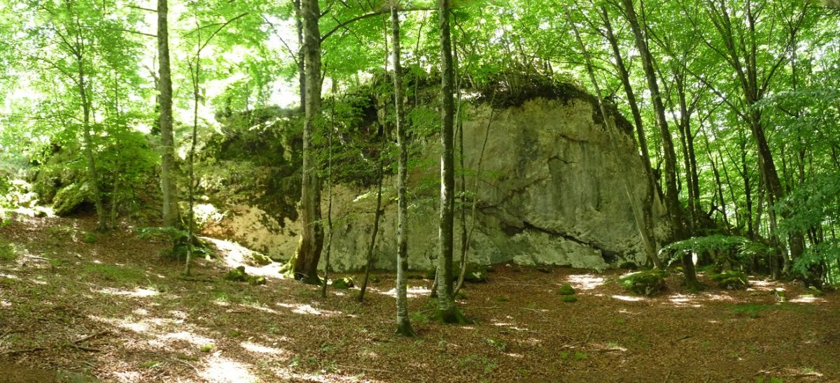 Arbotontxi, basoan