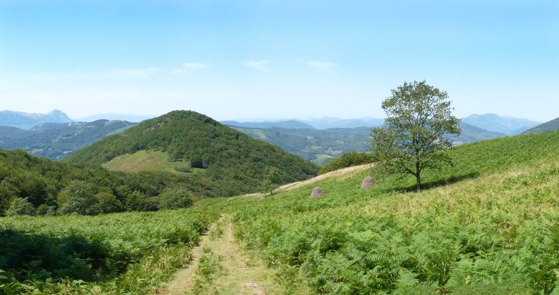 Arramia