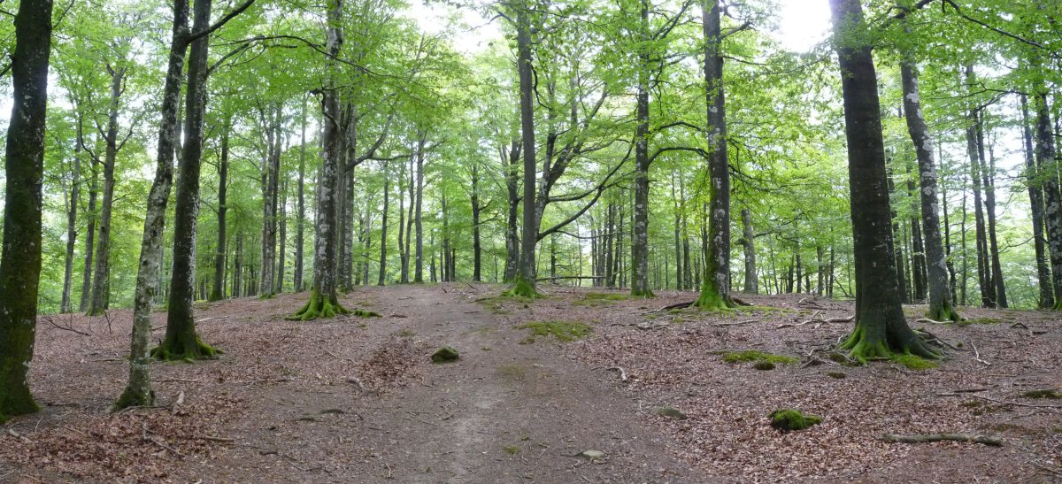 Pagadi garbiak