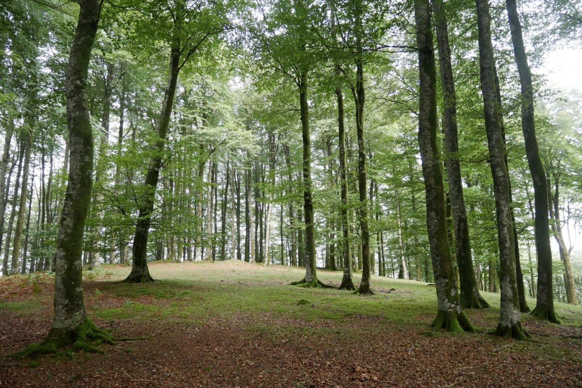 Gailurra