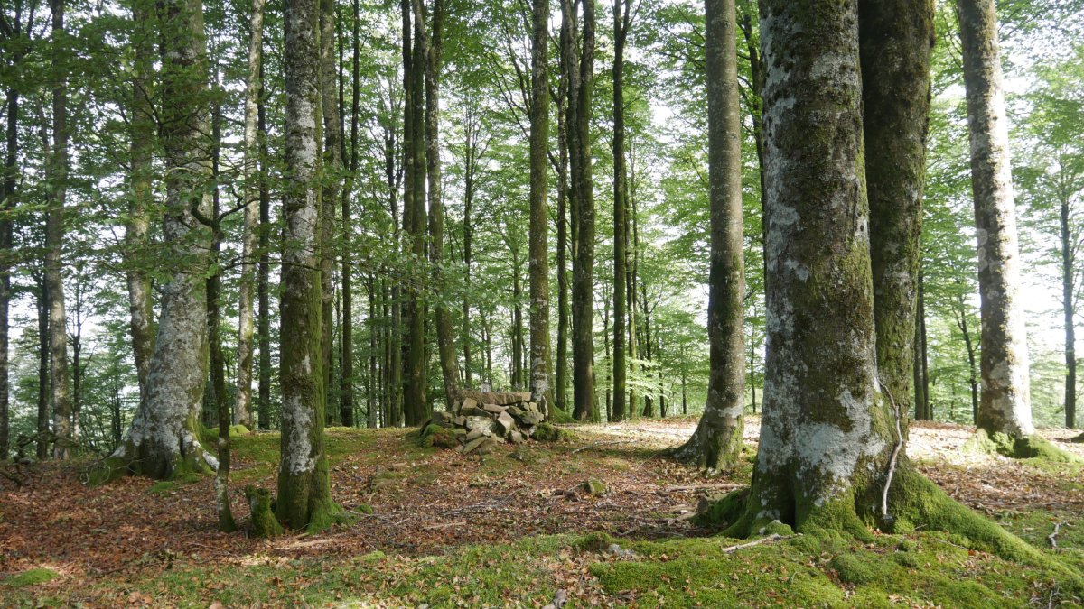 Gailurra
