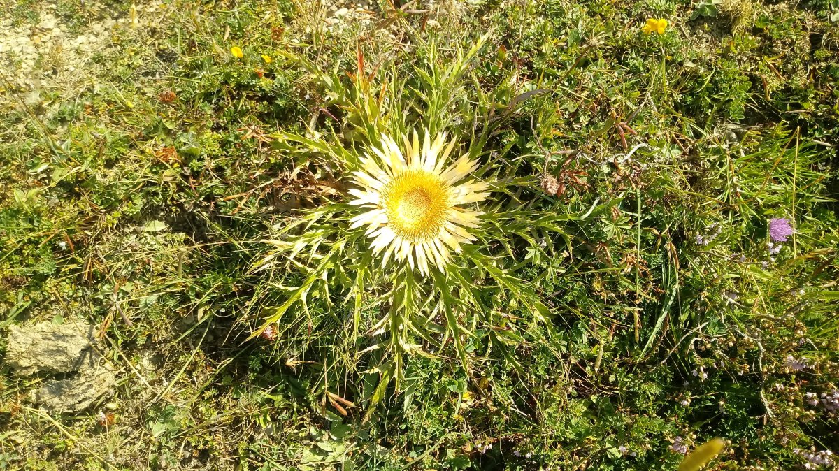 Eguzki lorea, Mainsxiloko igoeran