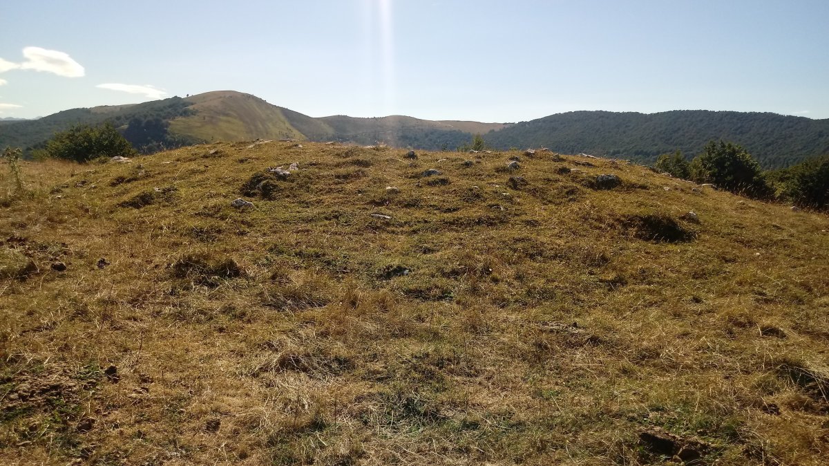 Ugaibel trikuharria (2020)