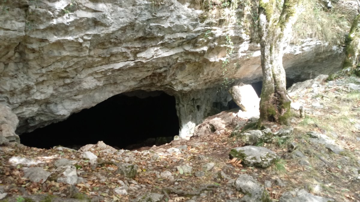 Basotxo haitzuloa