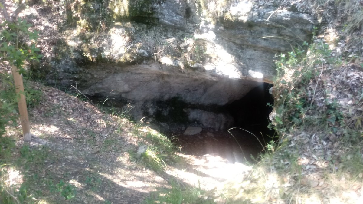 Urisolo goba
