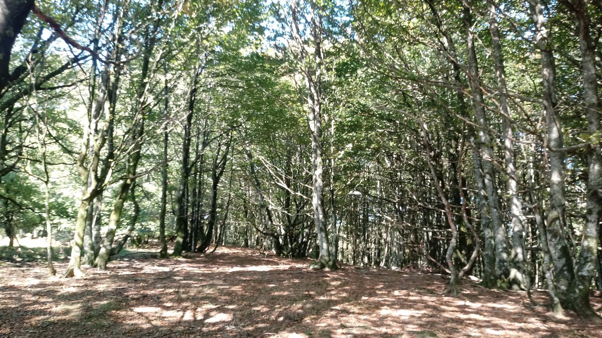 Ozpegaña (1033m) gainaldea