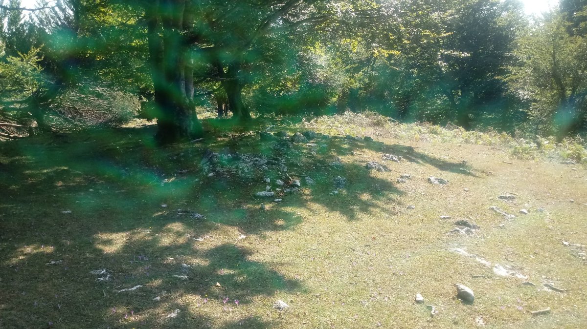 Lezana arrasoa trikuharria