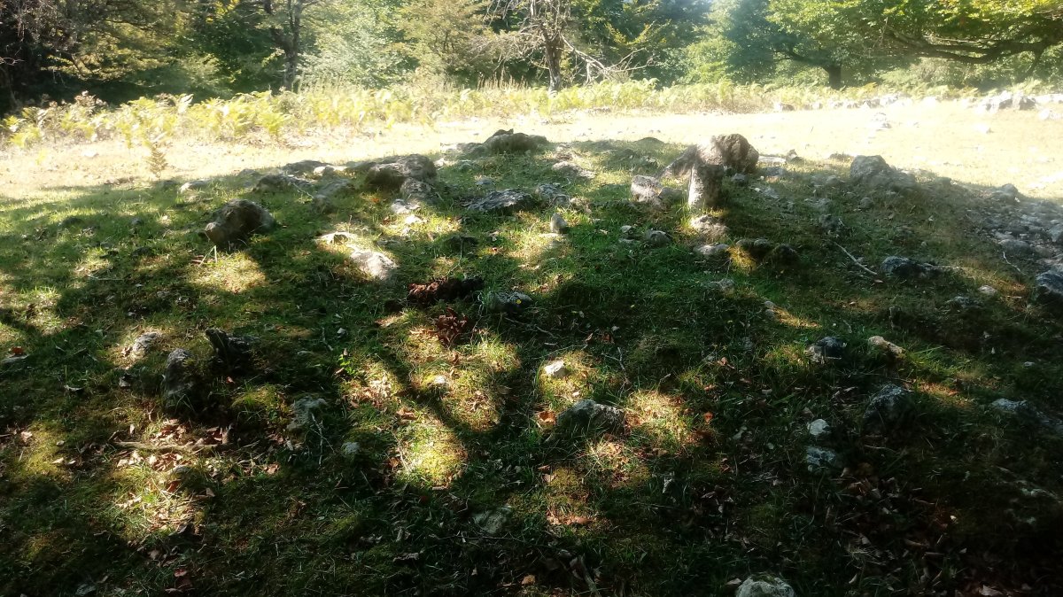 Lezana arrasoa trikuharria (2019)