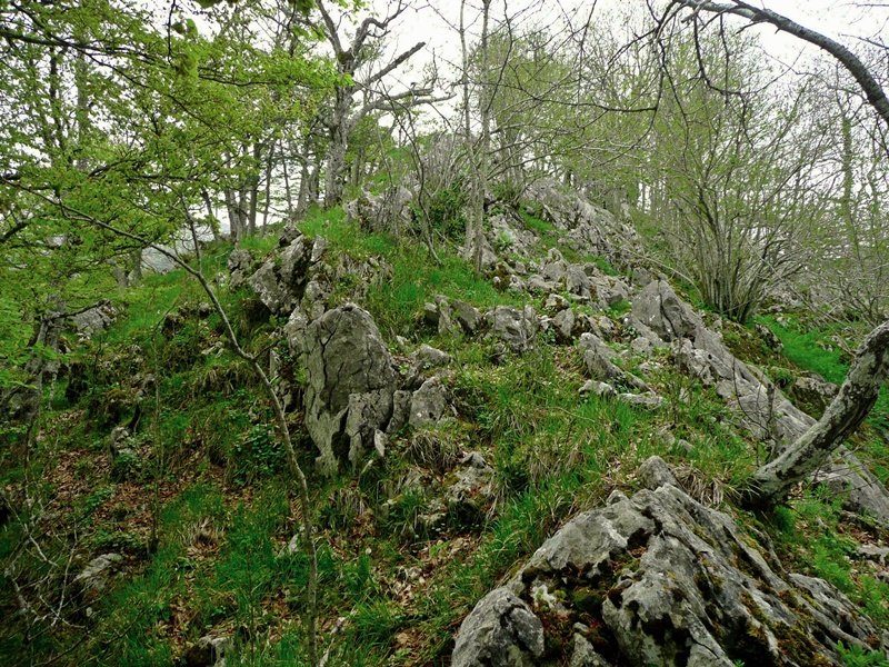 Tontorra