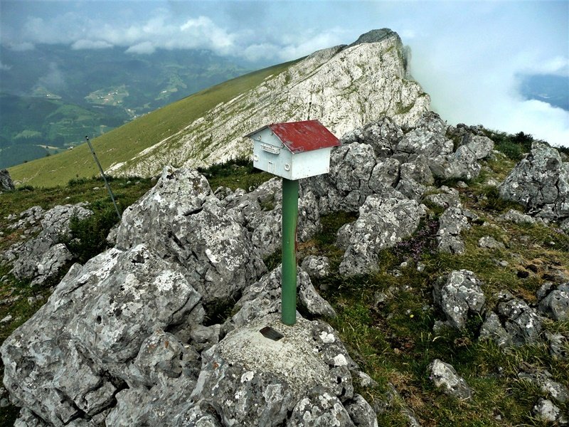Buzoia