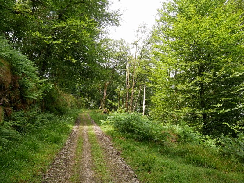 Aizkolegiko pista