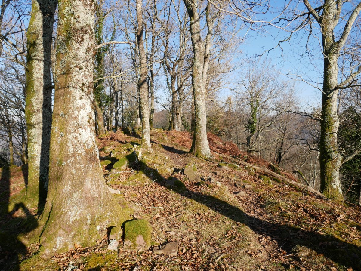 Tontorra