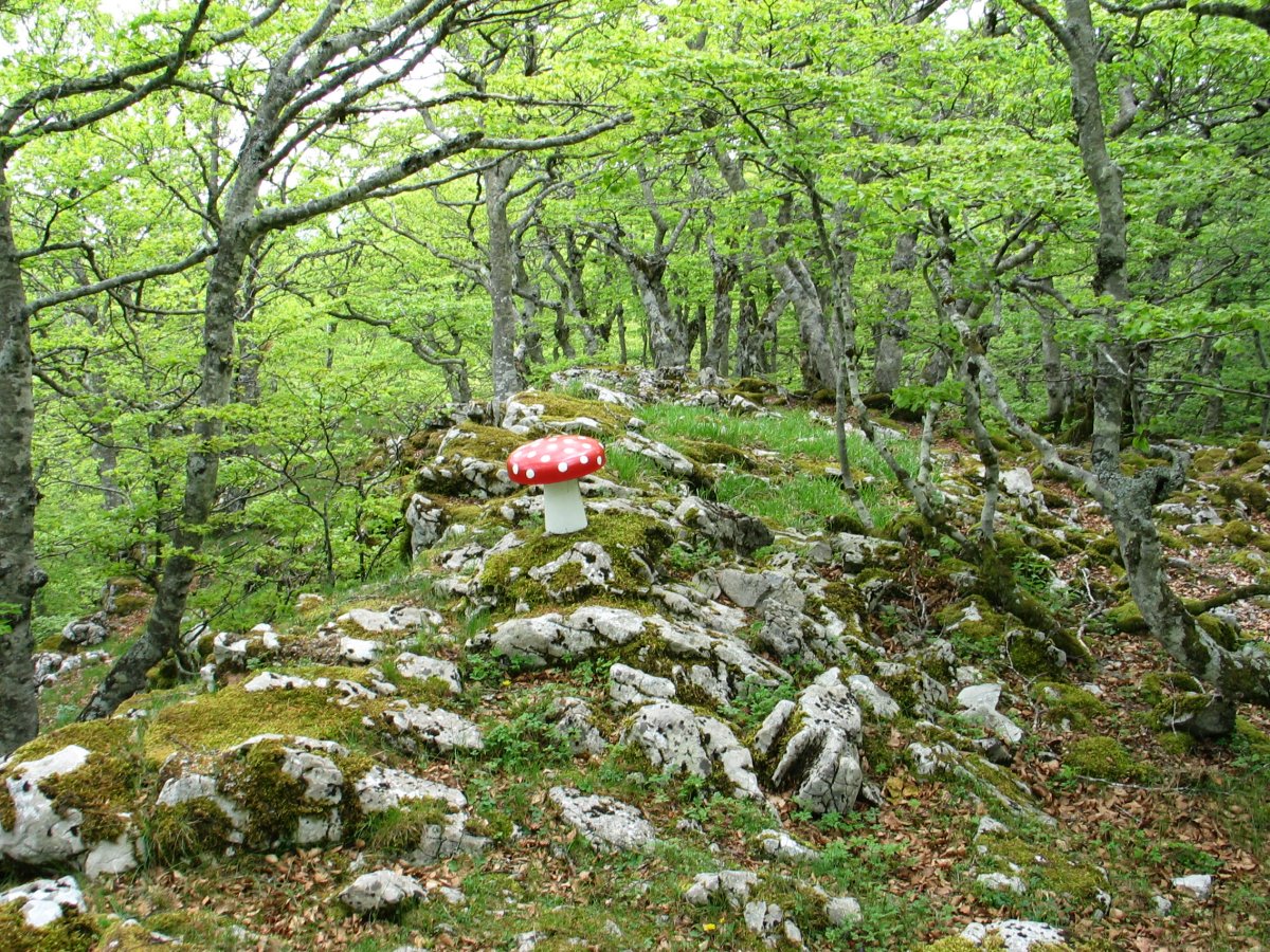 Tontorra
