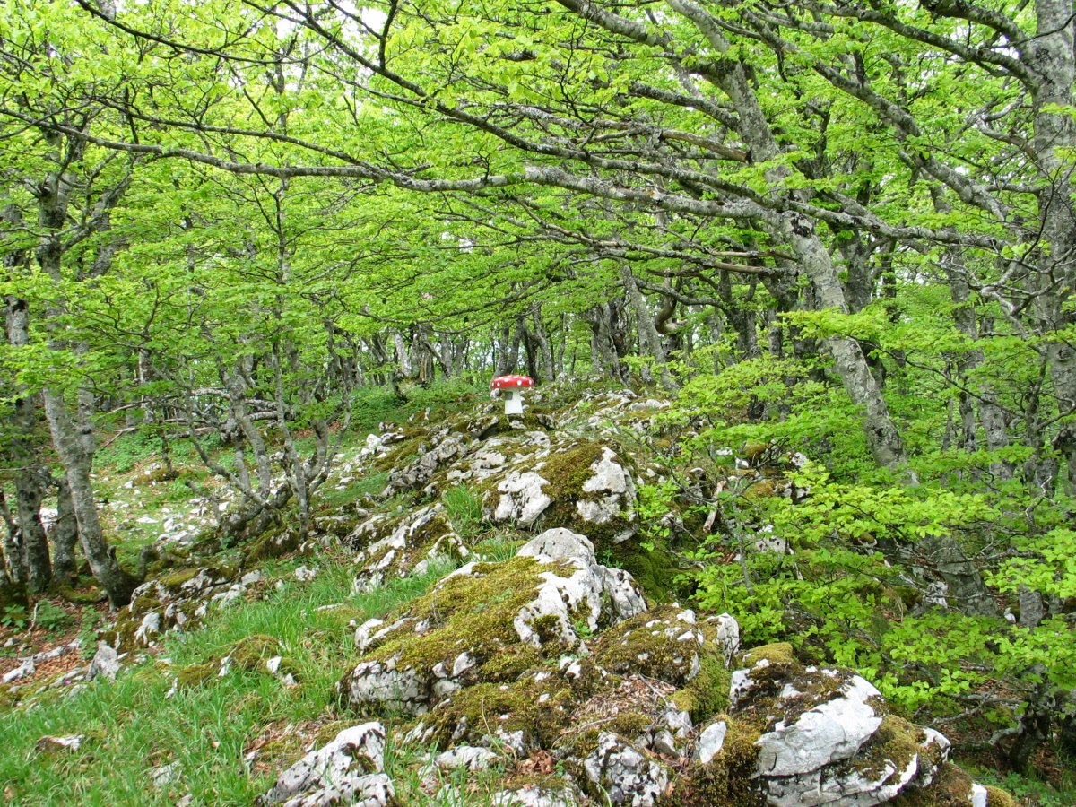 Tontorra
