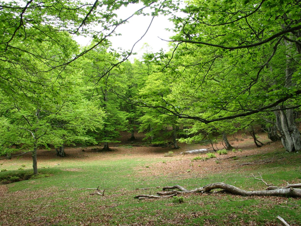 Hutsartea basoan
