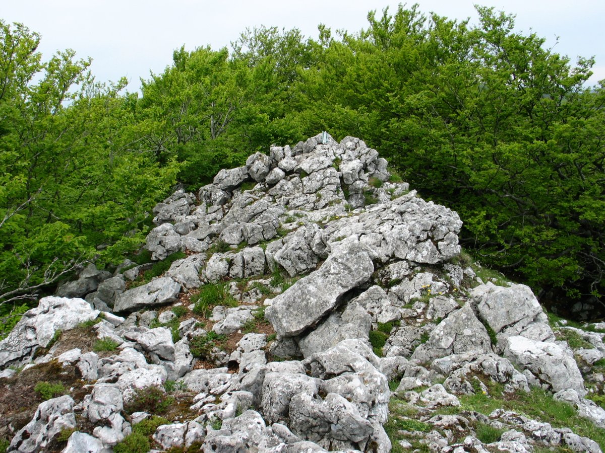 Tontorra