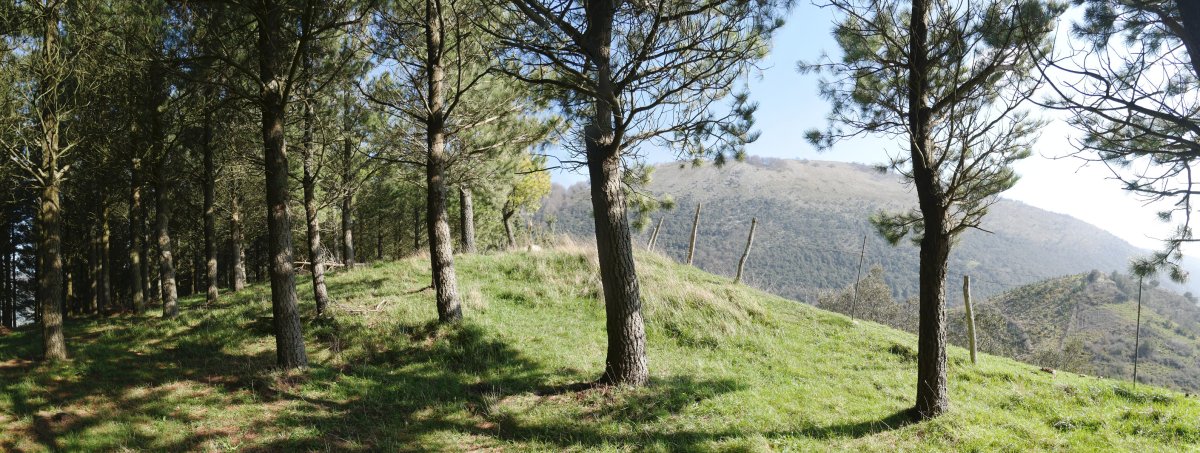Tontorra