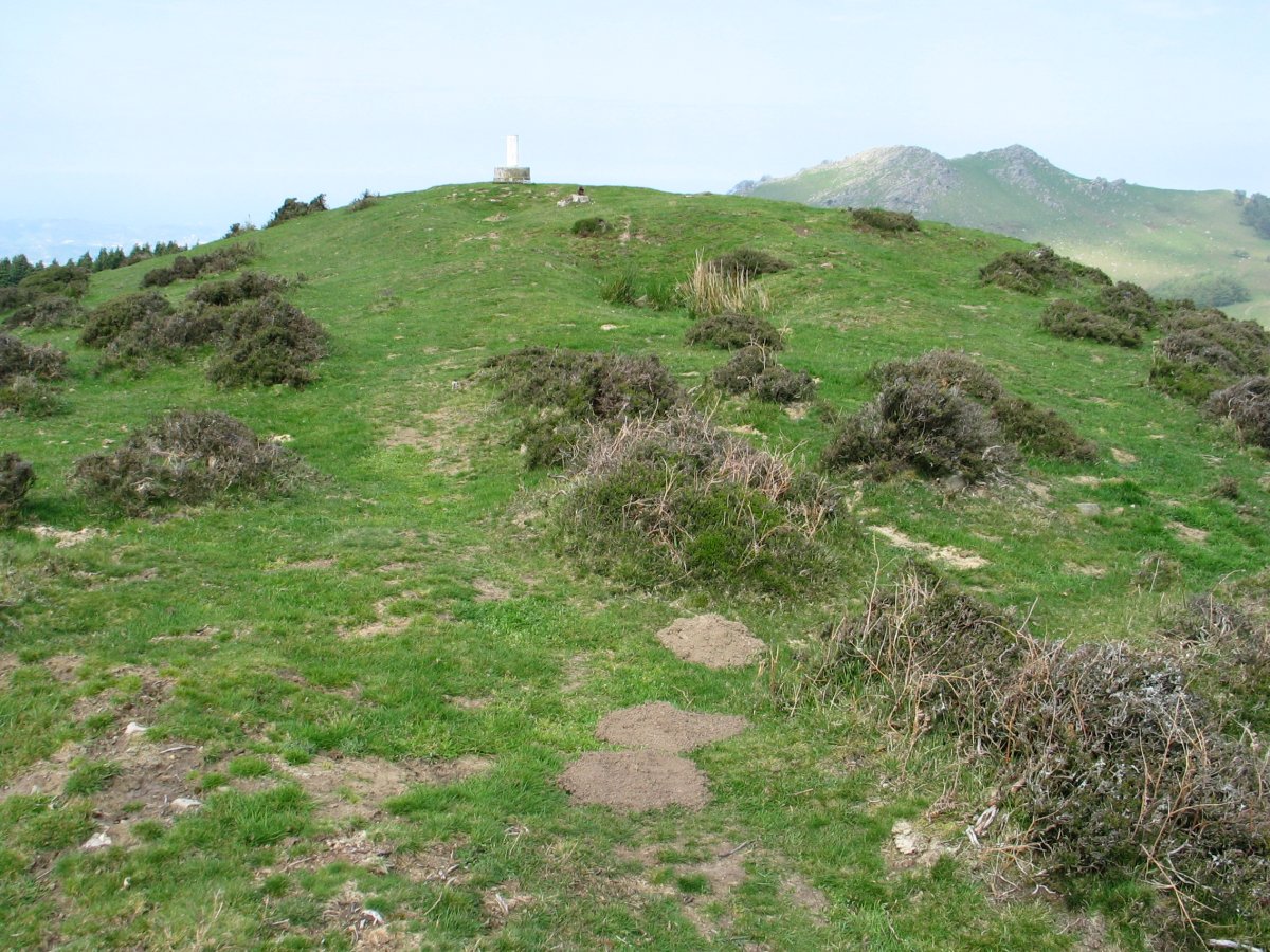 Tontorra