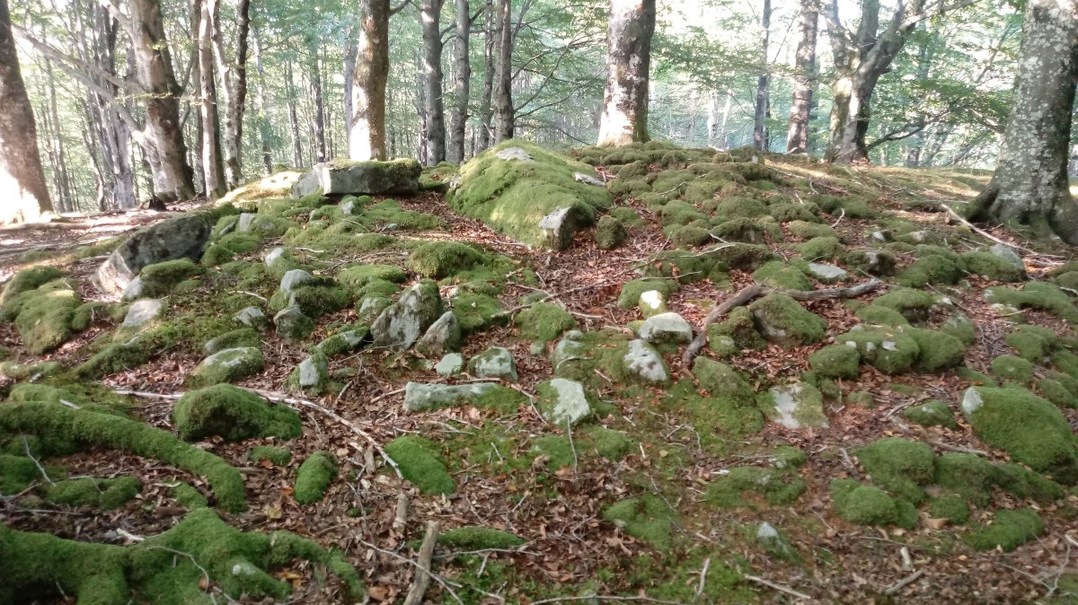 Atxuko aldai trikuharria