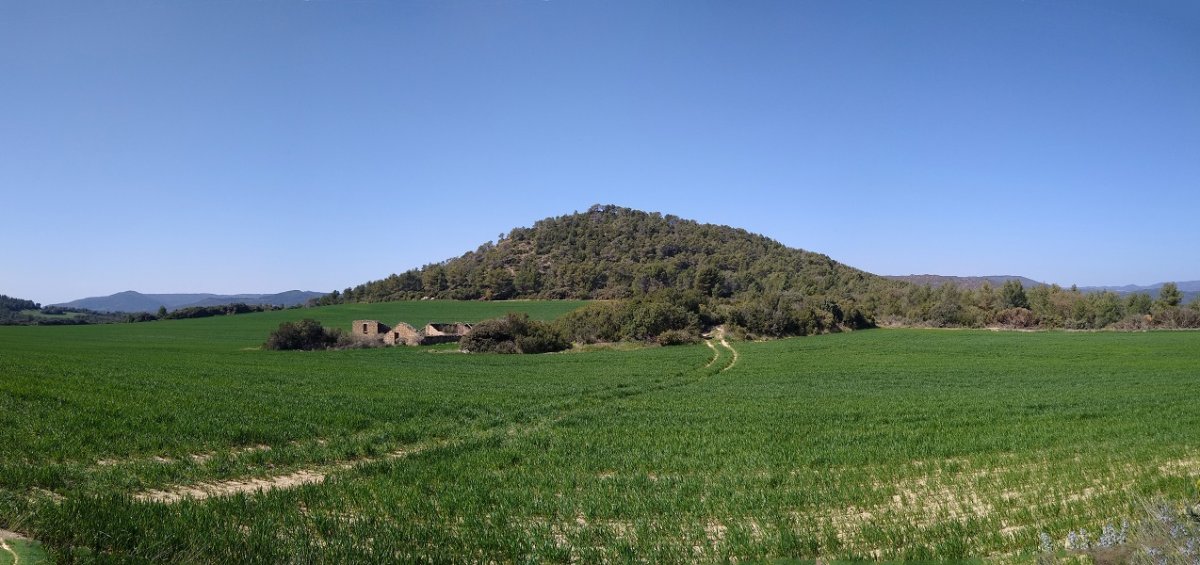 Pan de Oliva