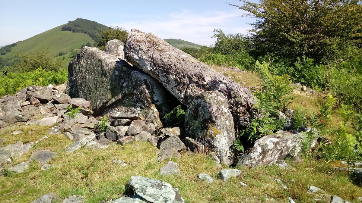 Lamizilo trikuharria (2021)