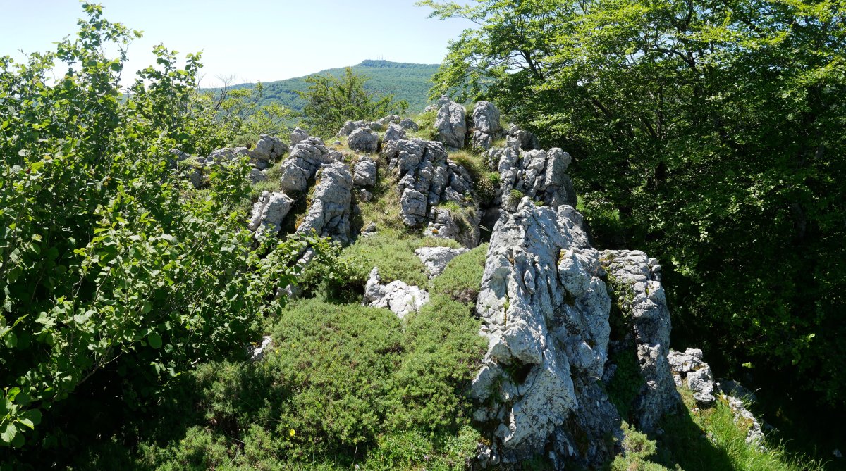 Txurtxur tontorra