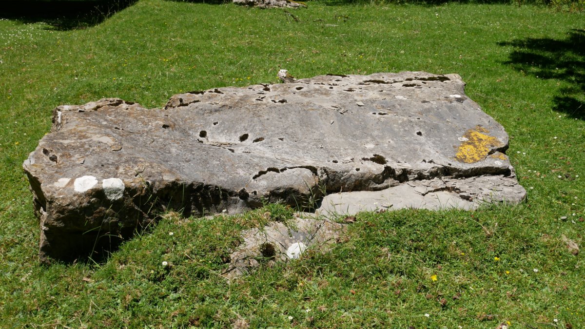 BELUTA zutarria