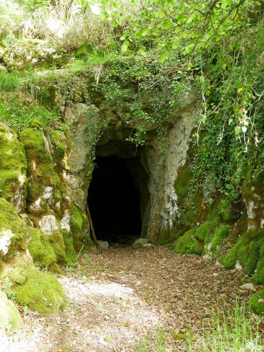 Tomazulo koba