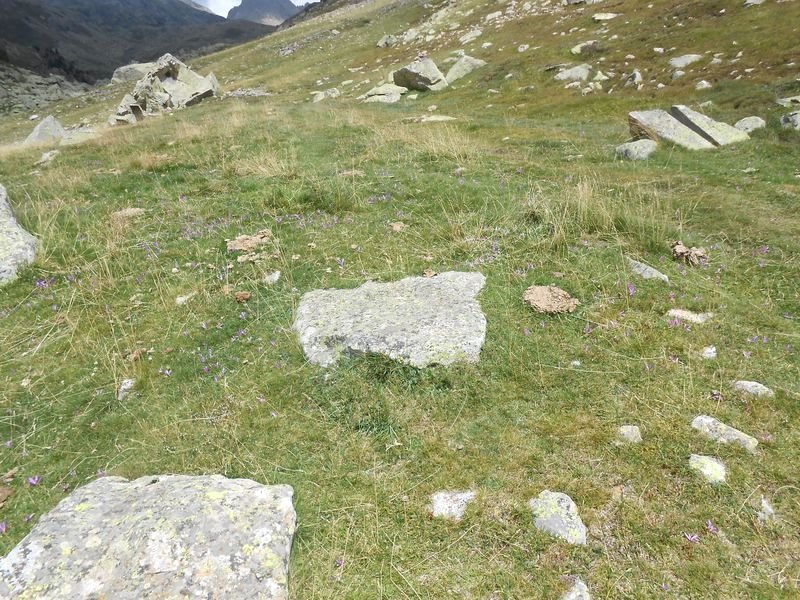 cerbillonar 2