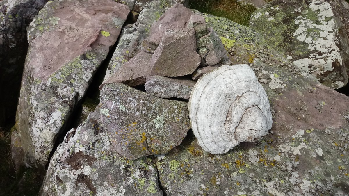 Abraku (1003m) tontorra