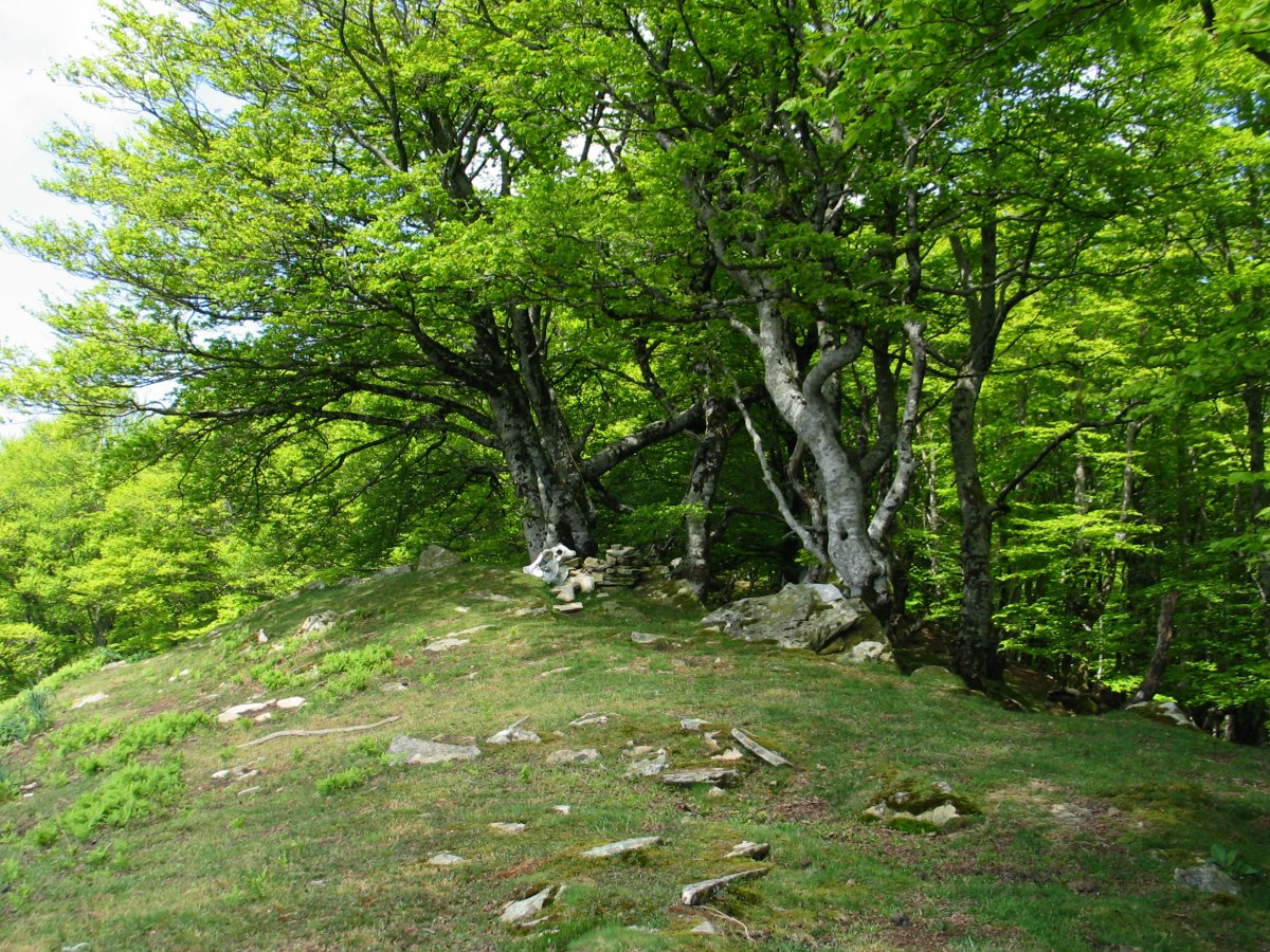 Tontorra