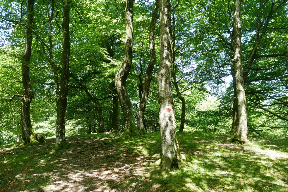 Larremear gailurra