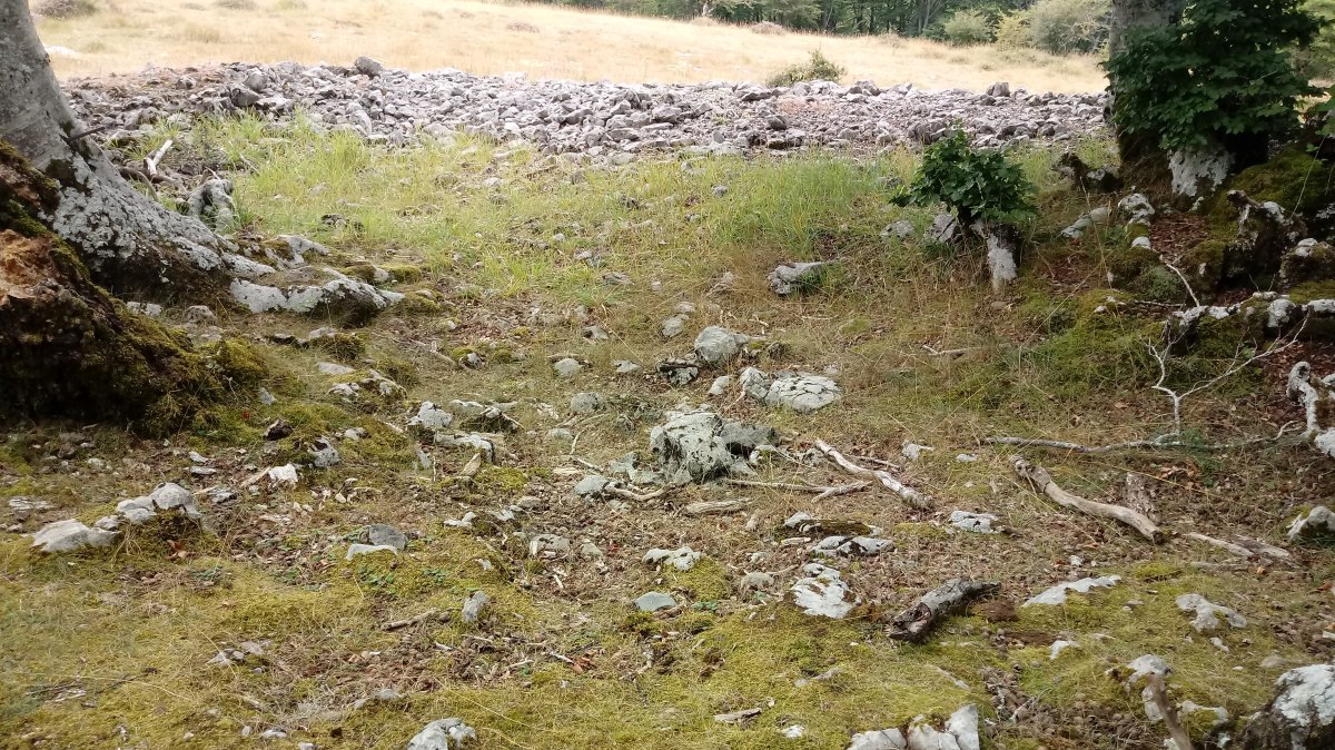 Mendebal Elurmenta trikuharria